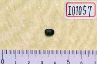 藏品(魚化石)的圖片